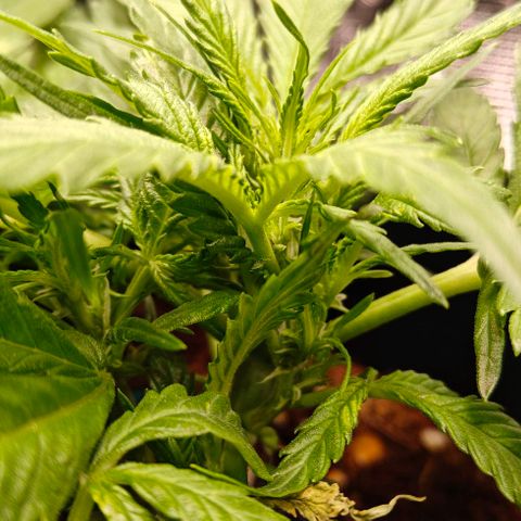 Duncan growlog timeline photo