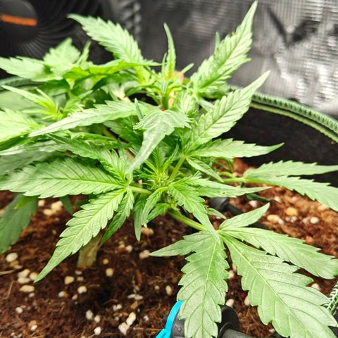 Duncan growlog timeline photo