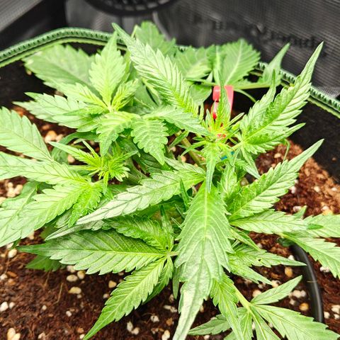 Duncan growlog timeline photo