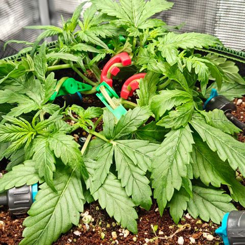 Connor growlog timeline photo