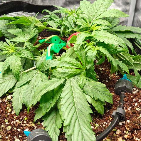 Connor growlog timeline photo
