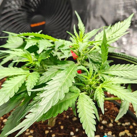 Duncan growlog timeline photo
