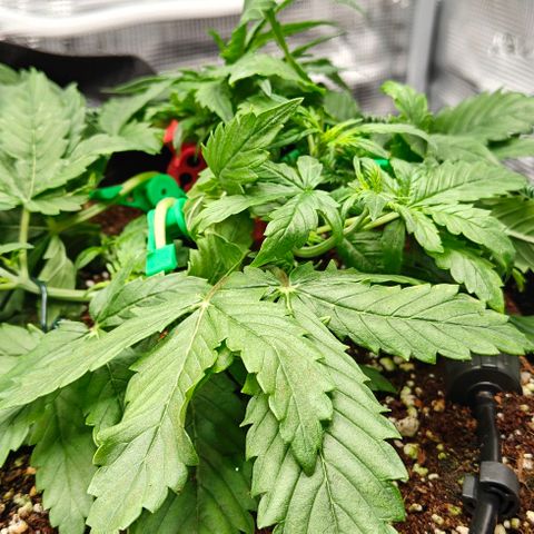 Connor growlog timeline photo