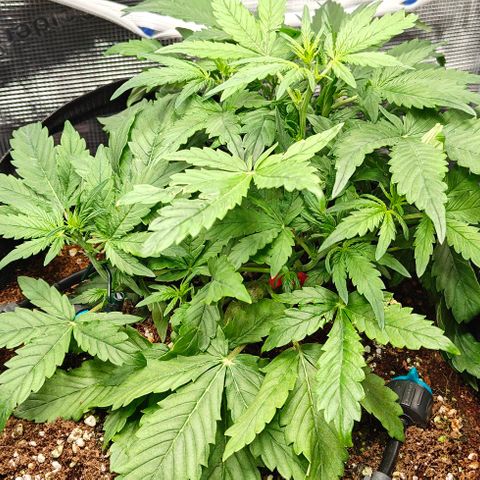 Connor growlog timeline photo