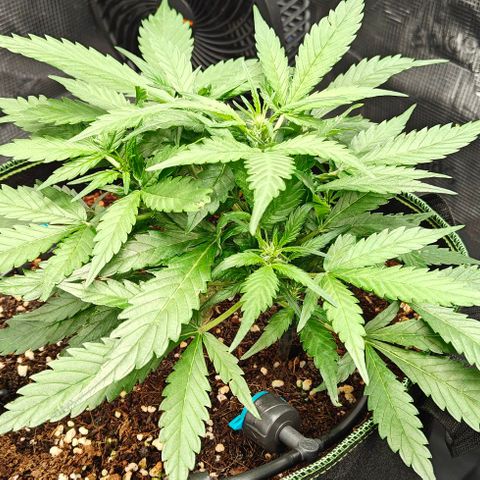 Duncan growlog timeline photo