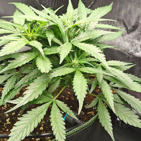 Duncan growlog timeline photo