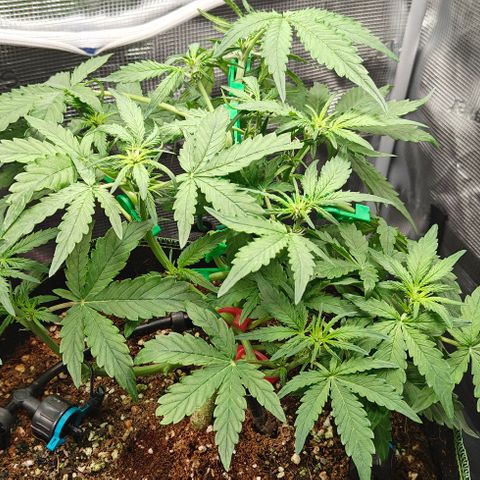 Connor growlog timeline photo