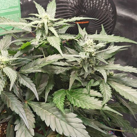 Duncan growlog timeline photo