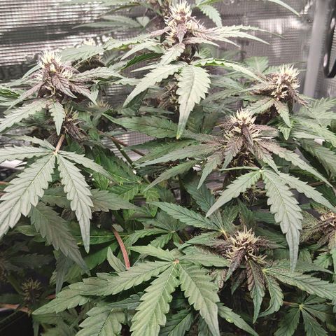 Connor growlog timeline photo