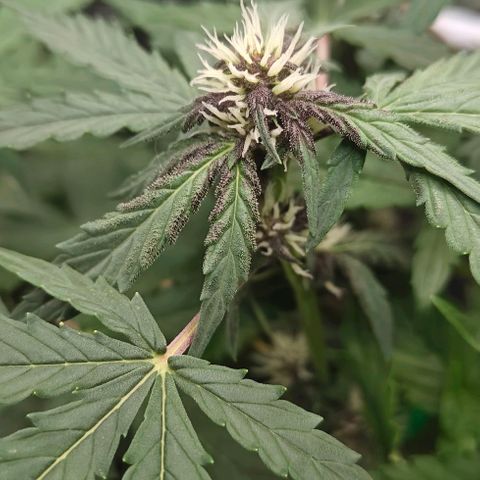 Connor growlog timeline photo
