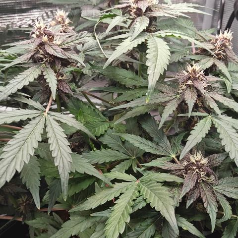 Connor growlog timeline photo