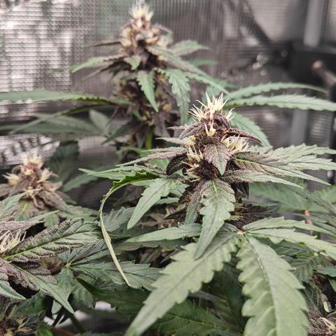 Connor growlog timeline photo
