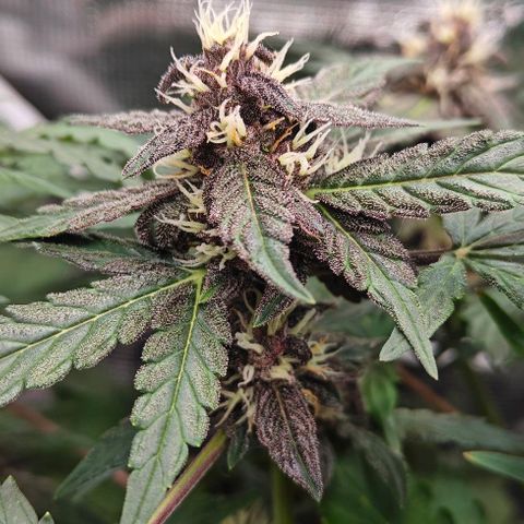 Connor growlog timeline photo