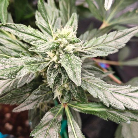 Duncan growlog timeline photo