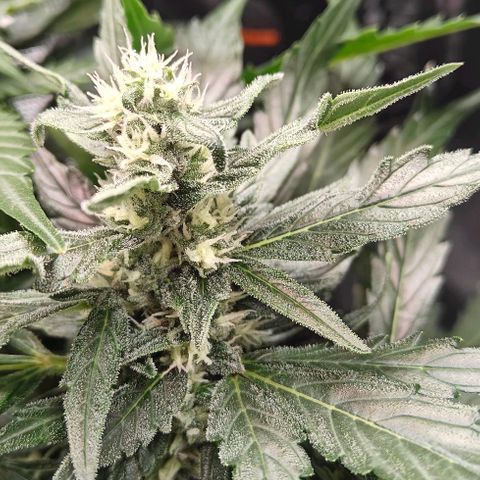 Duncan growlog timeline photo