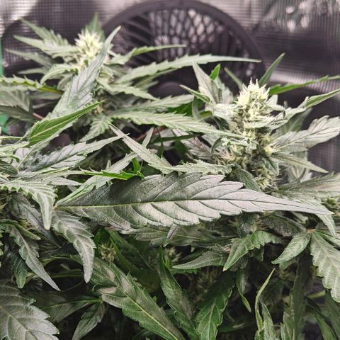 Duncan growlog timeline photo