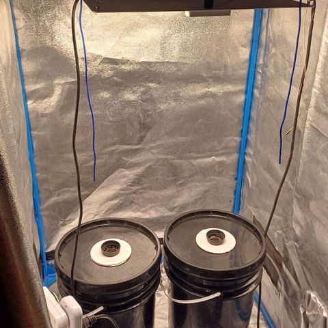 Sour diesel  growlog photo: Día 3 desde germinación 