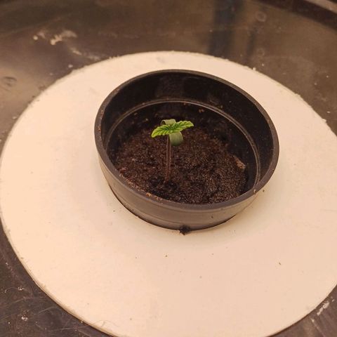 Sour diesel  growlog photo: 👶🏻