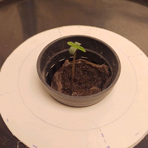 Sour diesel  growlog photo: 👶🏻