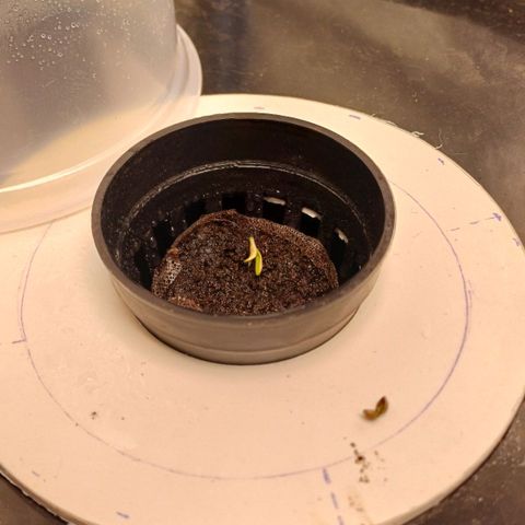 Sour diesel  growlog photo: Puesta en tierra y tacho de 20L ph 5.5