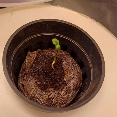 Sour diesel  growlog photo: Nex day