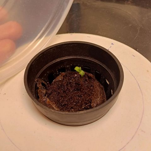 Sour diesel  growlog photo: Nex day
