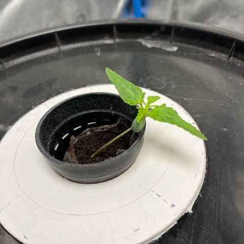 Sour diesel  growlog photo: Foto