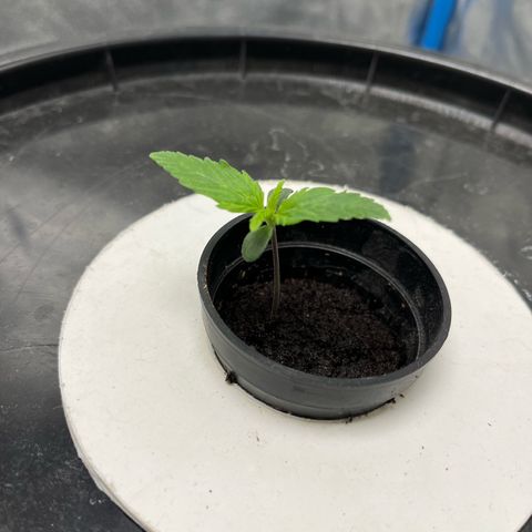 Sour diesel  growlog photo: Foto
