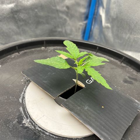Sour diesel  growlog photo: Nutrientes 