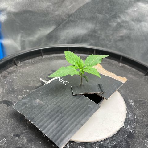 Sour diesel  growlog photo: Nutrientes 
