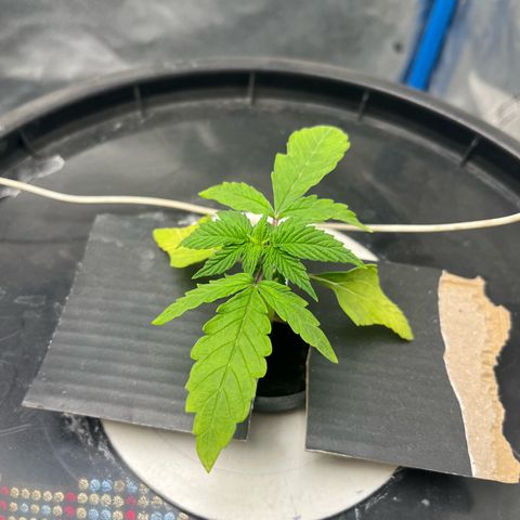 Sour diesel  growlog photo: Una feliz y una triste