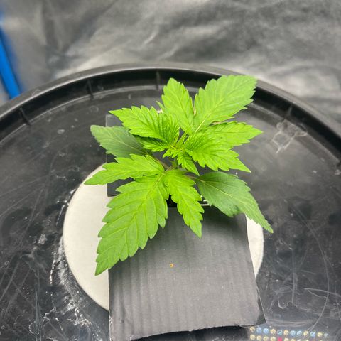 Sour diesel  growlog photo: Una feliz y una triste