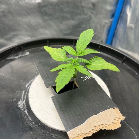Sour diesel  growlog photo: Pic