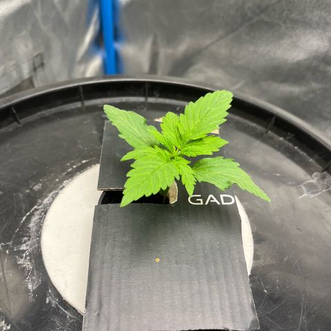 Sour diesel  growlog photo: Pic