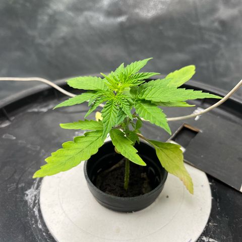 Sour diesel  growlog timeline photo