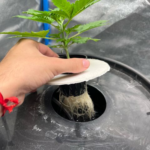 Sour diesel  growlog timeline photo