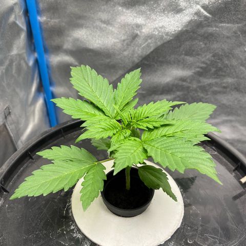 Sour diesel  growlog timeline photo
