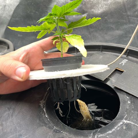 Sour diesel  growlog timeline photo