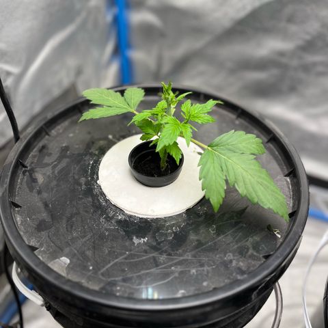 Sour diesel  growlog timeline photo