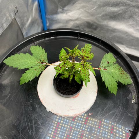 Sour diesel  growlog timeline photo