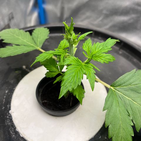 Sour diesel  growlog timeline photo