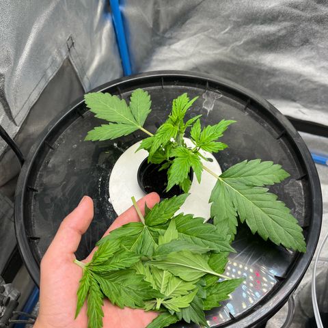 Sour diesel  growlog timeline photo