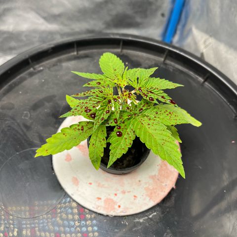 Sour diesel  growlog timeline photo