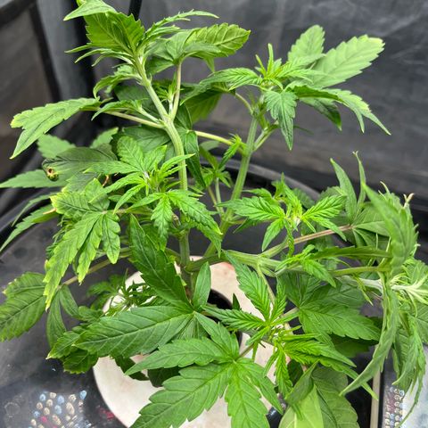 Sour diesel  growlog photo: LST