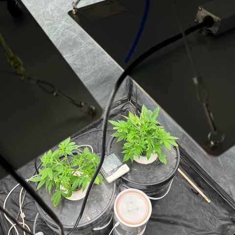 Sour diesel  growlog photo: LST