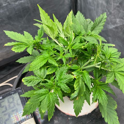 Sour diesel  growlog photo: LST