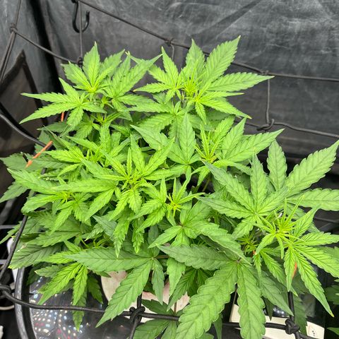 Sour diesel  growlog photo: Floración 