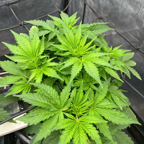 Sour diesel  growlog photo: Floración 
