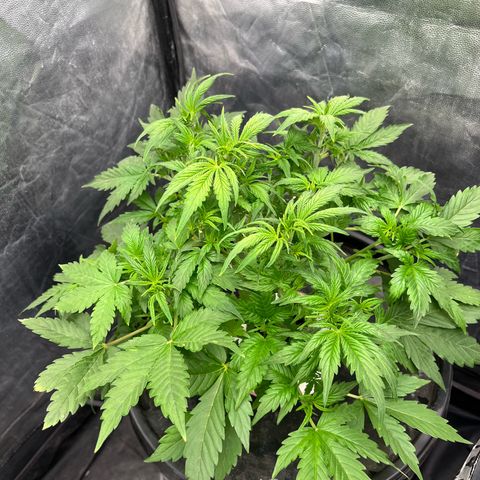 Sour diesel  growlog timeline photo