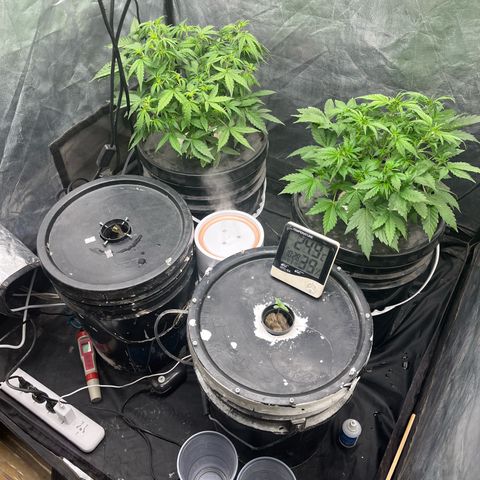 Sour diesel  growlog timeline photo